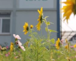 Wheaty: Konsequent nachhaltige Fleischalternativen