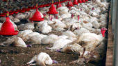 Nutztierhaltung, Krankheit und globale Tiervernichtung