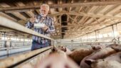 Schweinefleisch in Österreich: Jede dritte Probe mit antibiotikaresistenten Keimen